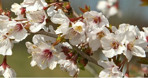Višeň japonská Shimidsu Sakura na kmínku 300+cm, obvod 12/14 cm, v kořenovém bale Prunus Shimidsu Sakura